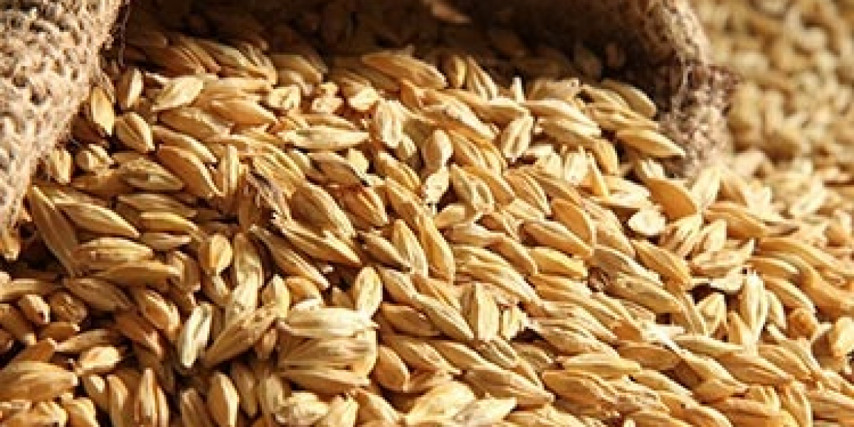 Barley Production Cost Analysis Report 2024: Land and Construction Costs, Raw Materials Requirement, Cost and Revenue