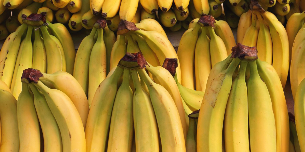 In-depth Analysis: Banana Processing Plant Project Report 2024 - Requirements and Setup Cost