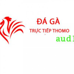 Đá Gà Trực Tiếp Thomo Hôm Nay