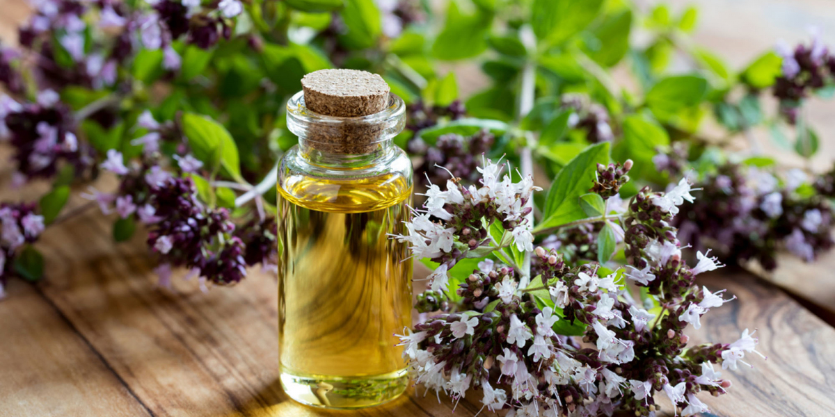 Essential Steps for Establishing a Oregano Oil Production Plant