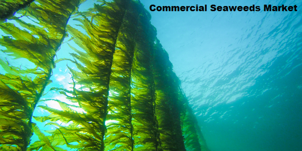 Commercial Seaweeds Market Poised for Growth with Biofuel and Food Demand