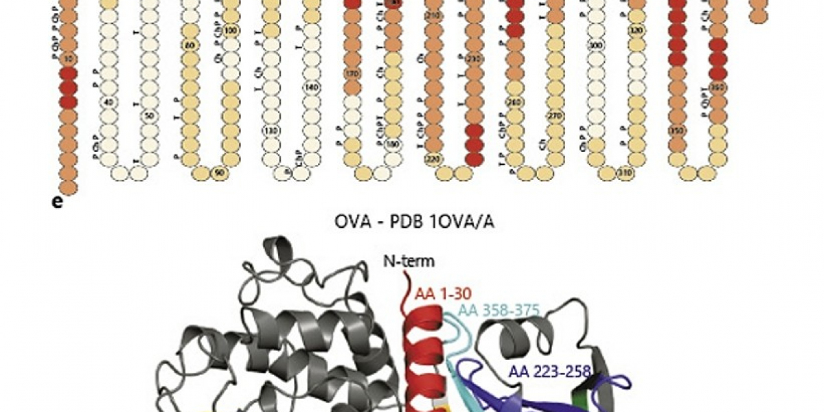 Ovalbumin Epitope Peptide Antibodies for Immunological Research