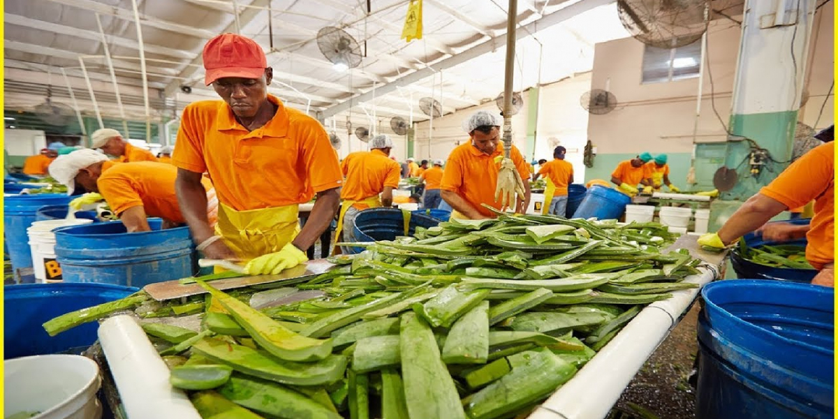 Comprehensive Approach to Setting Up a Aloe Vera Processing Plant | IMARC Group Report