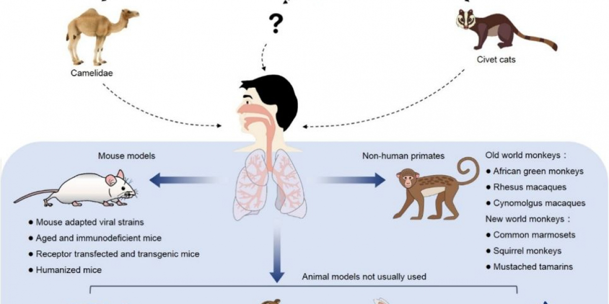 MERS-CoV Animal Models to Support Antiviral Research