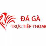 Đá Gà Trực Tiếp Thomo Hôm Nay