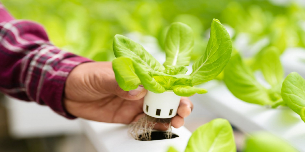 United States Hydroponics Market forecast: Exotic produce to drive growth