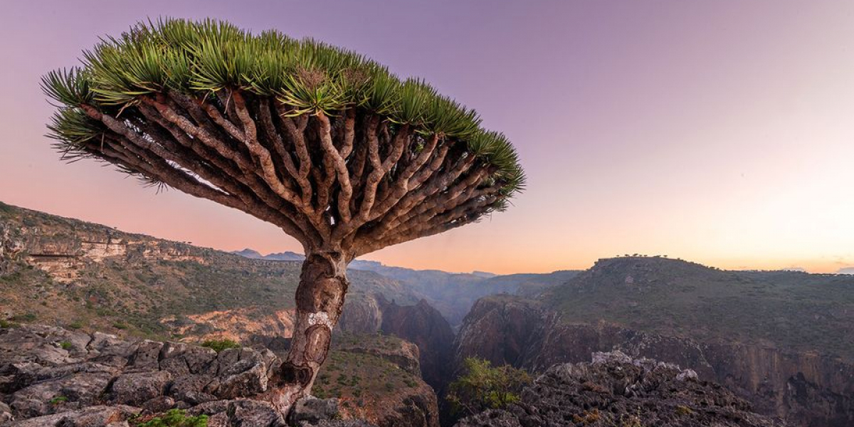 Reasons To Choose Socotra Pioneer Tours For The Best Socotra Island Tour