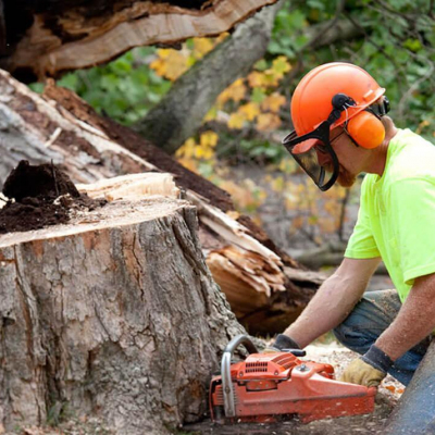 Professional Mississippi Tree Removal Service Profile Picture