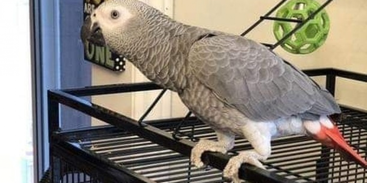 Guide To African Grey Parrots Sale: The Intermediate Guide For African Grey Parrots Sale