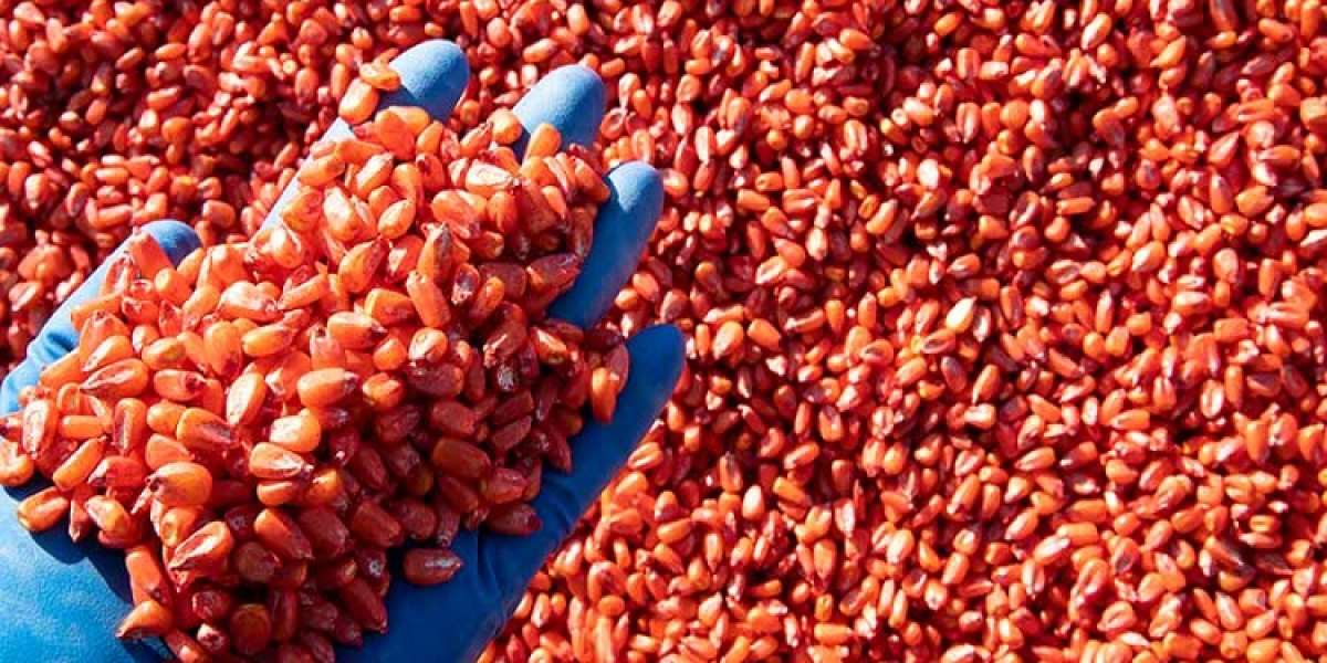 United Kingdom Seed Treatment Market: Growing Demand for Premium Seed Solutions