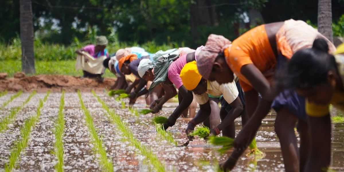 Crowd Farming Market Growth Driven by Digital Tech and Organic Trends