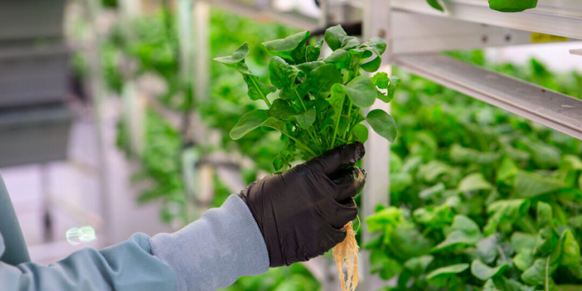 Vietnam Hydroponics Market: Urbanization and Organics Fuel Agricultural Shift