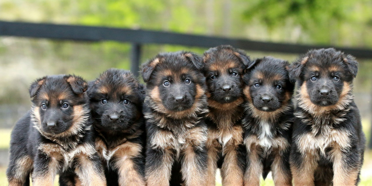 German Shepherd Puppies for Sale in Florida – Purebred & Healthy