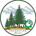 Needleleaf Foundation