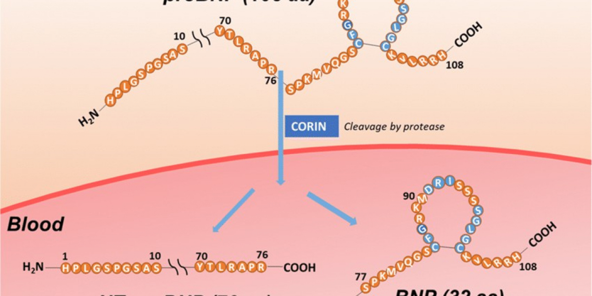 Innovative Antibodies for BNP, NT-proBNP, and proBNP in Cardiovascular Diagnostics