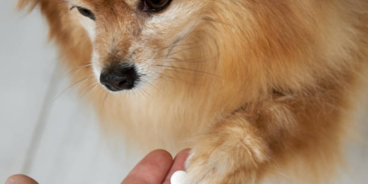 How a Dog Skin Supplement Can Transform Your Pet’s Coat and Skin